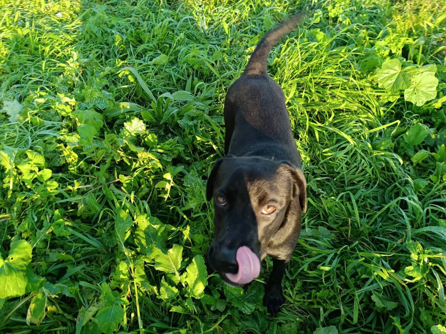 Vuoi adottare un cane a Caserta?