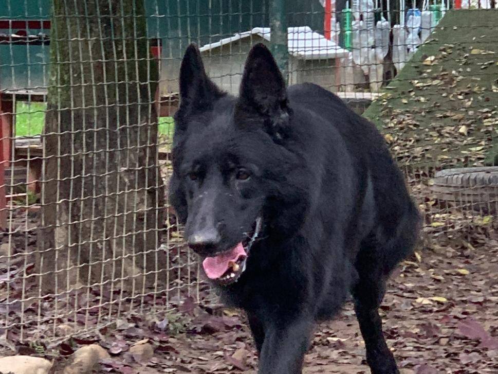 Adotta un cane, maschio, 7 anni , Milano
