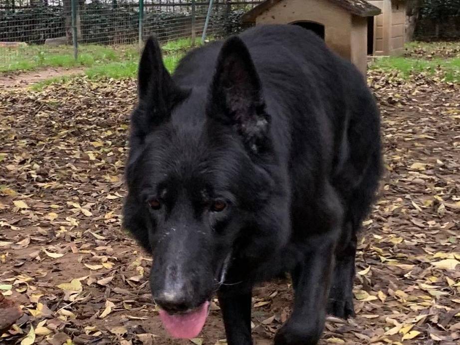 Vuoi adottare un cane a Milano?