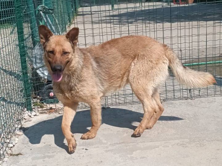 Adotta un cane, femmina, 3 anni  e 11 mesi , Milano