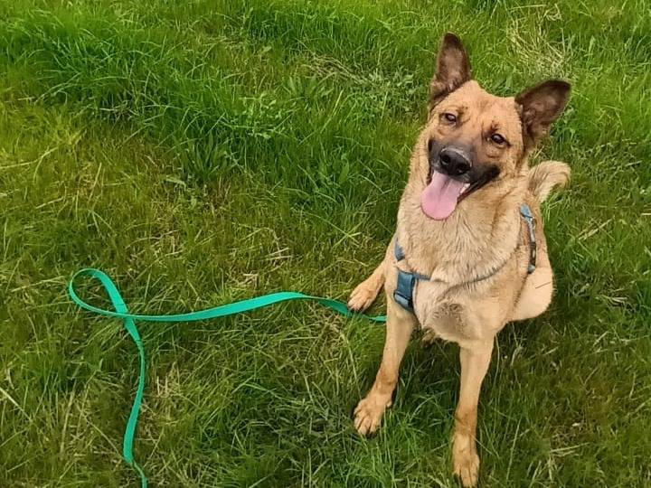 Adotta un cane, taglia media, femmina, Milano