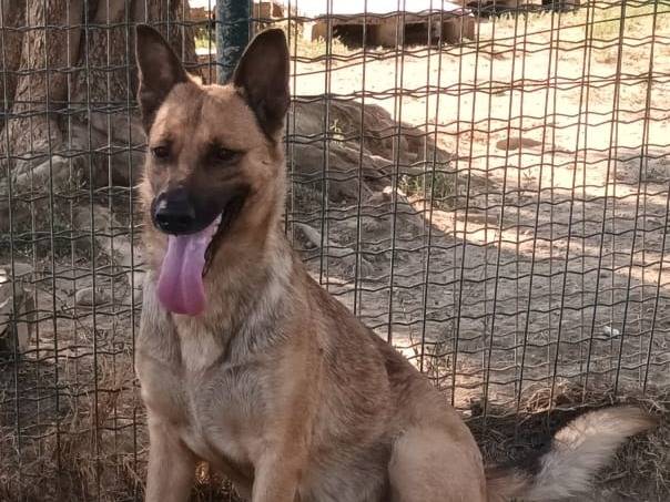 Vuoi adottare un cane a Milano?
