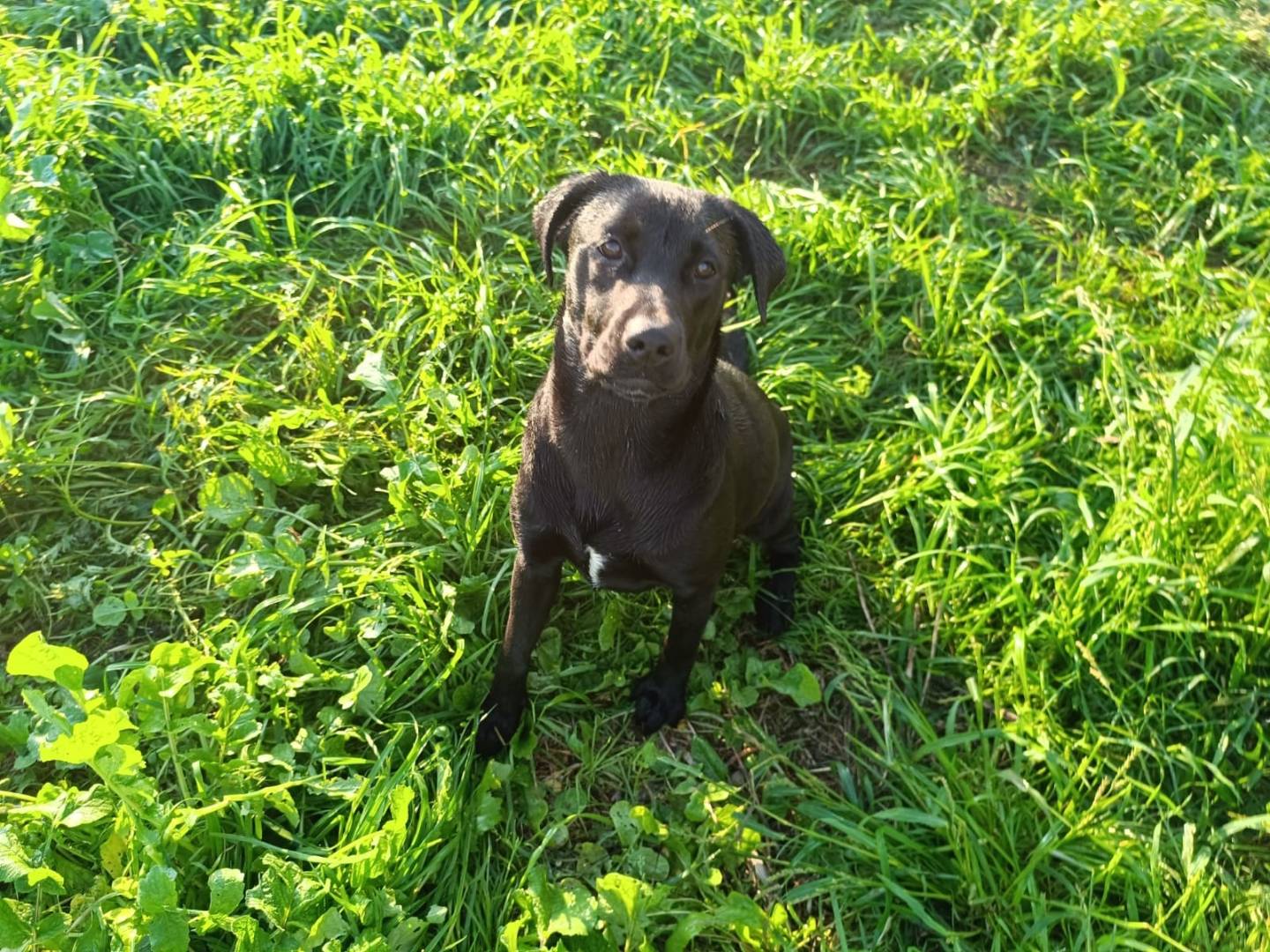 Adotta un cane, femmina, 1 anno e 3 mesi , Caserta