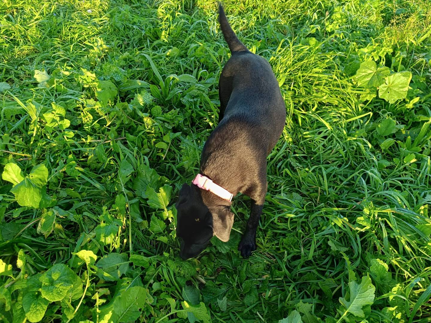 Adotta un cane, taglia media, femmina, Caserta