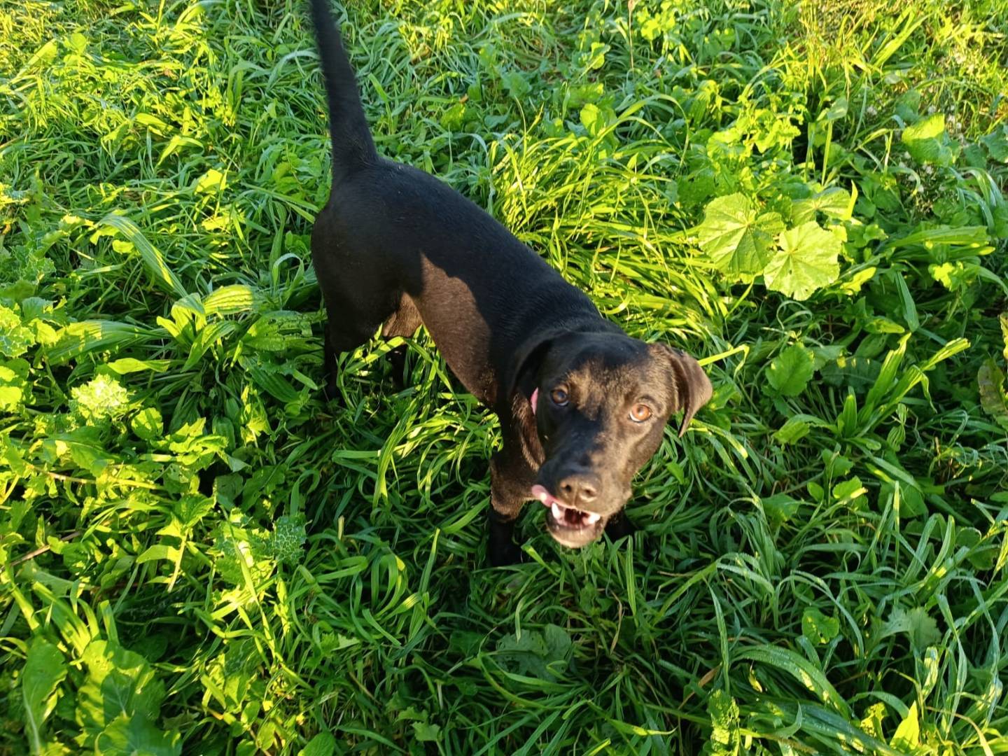 Vuoi adottare un cane a Caserta?