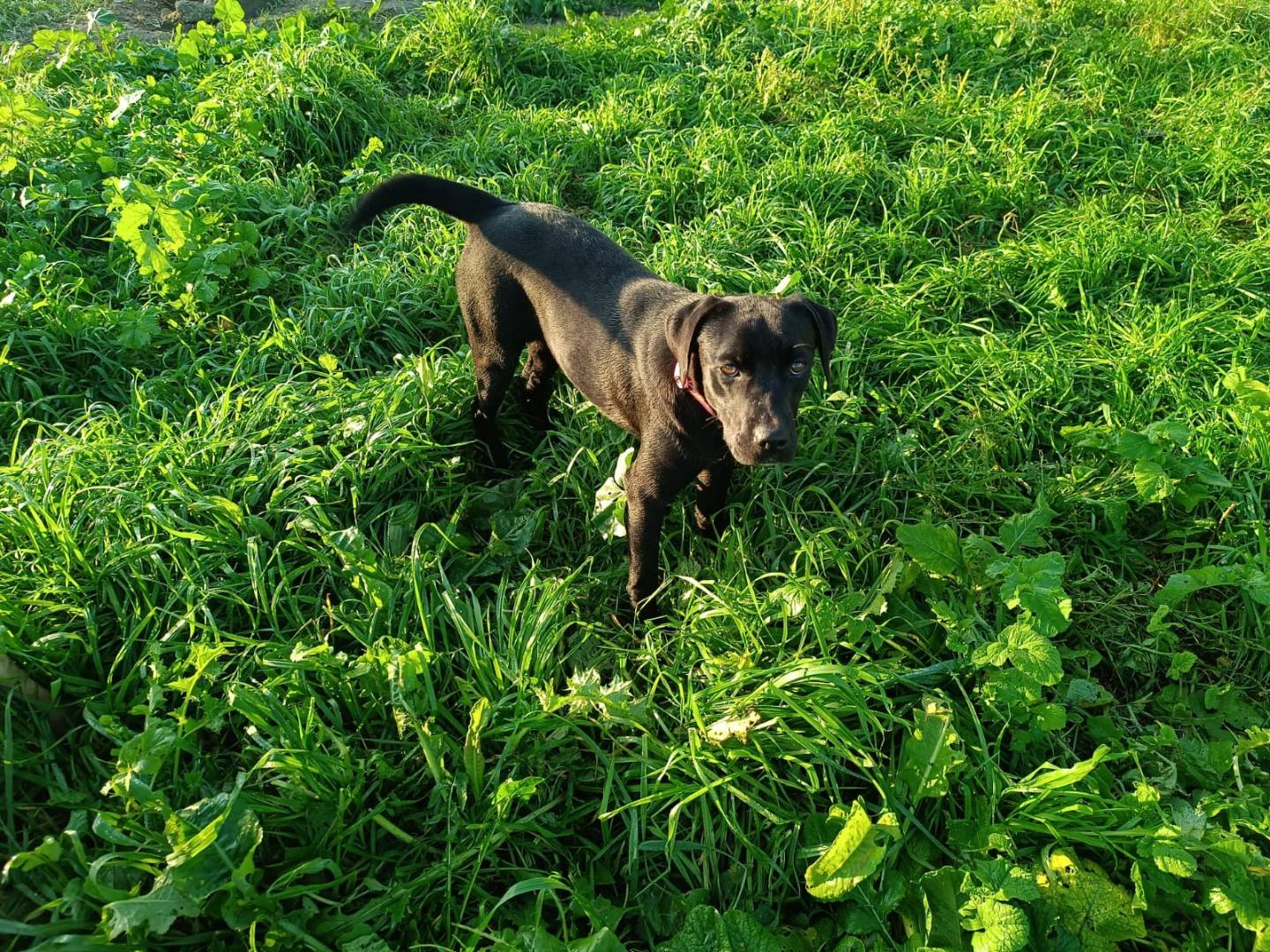 Adotta il cane Dafne a Caserta