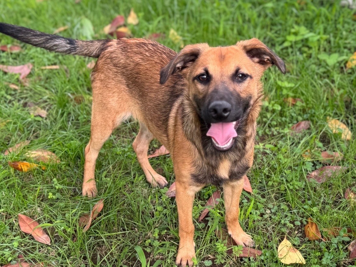 Vuoi adottare un cane a Caserta?