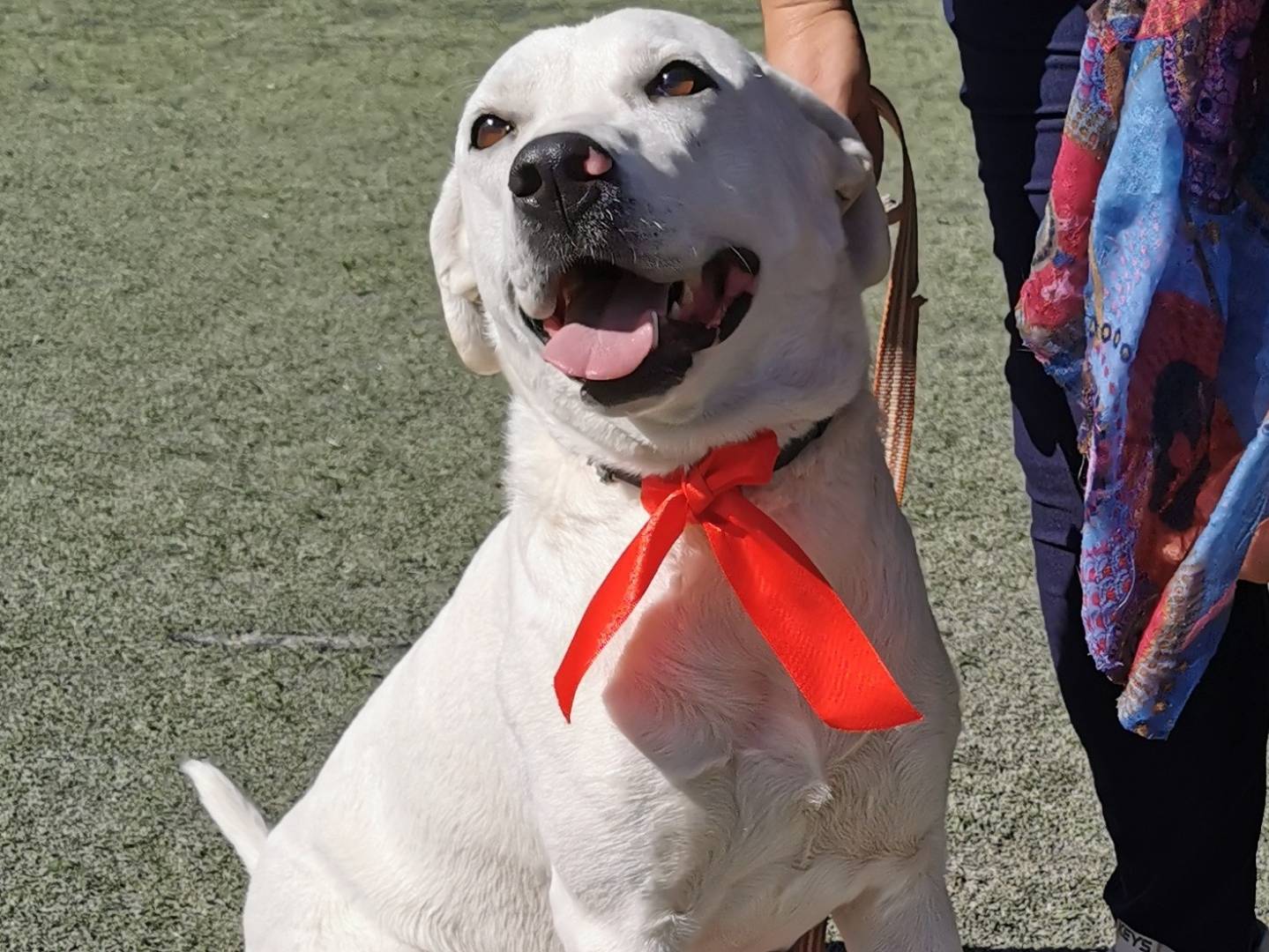 Foto dell'animale