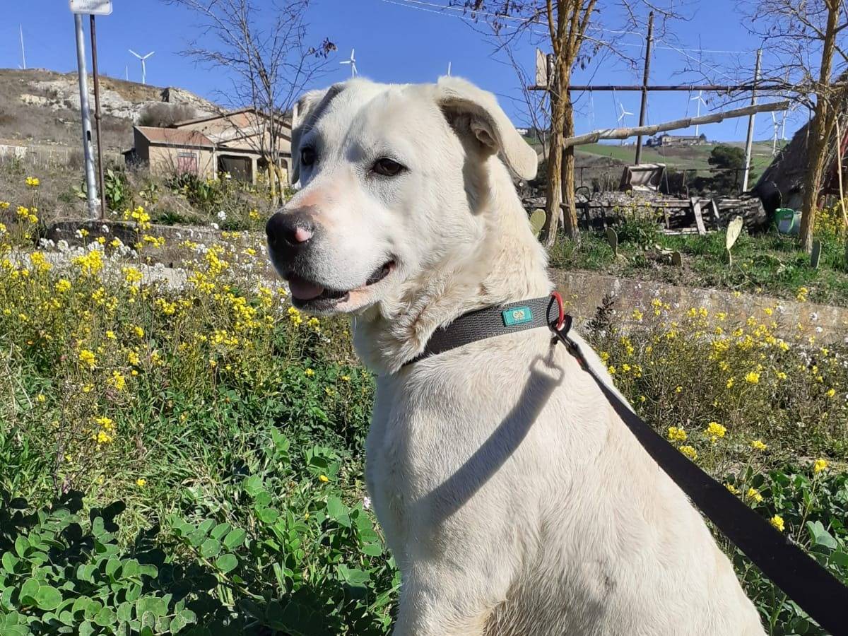 Adotta un cane, taglia media, femmina, Palermo