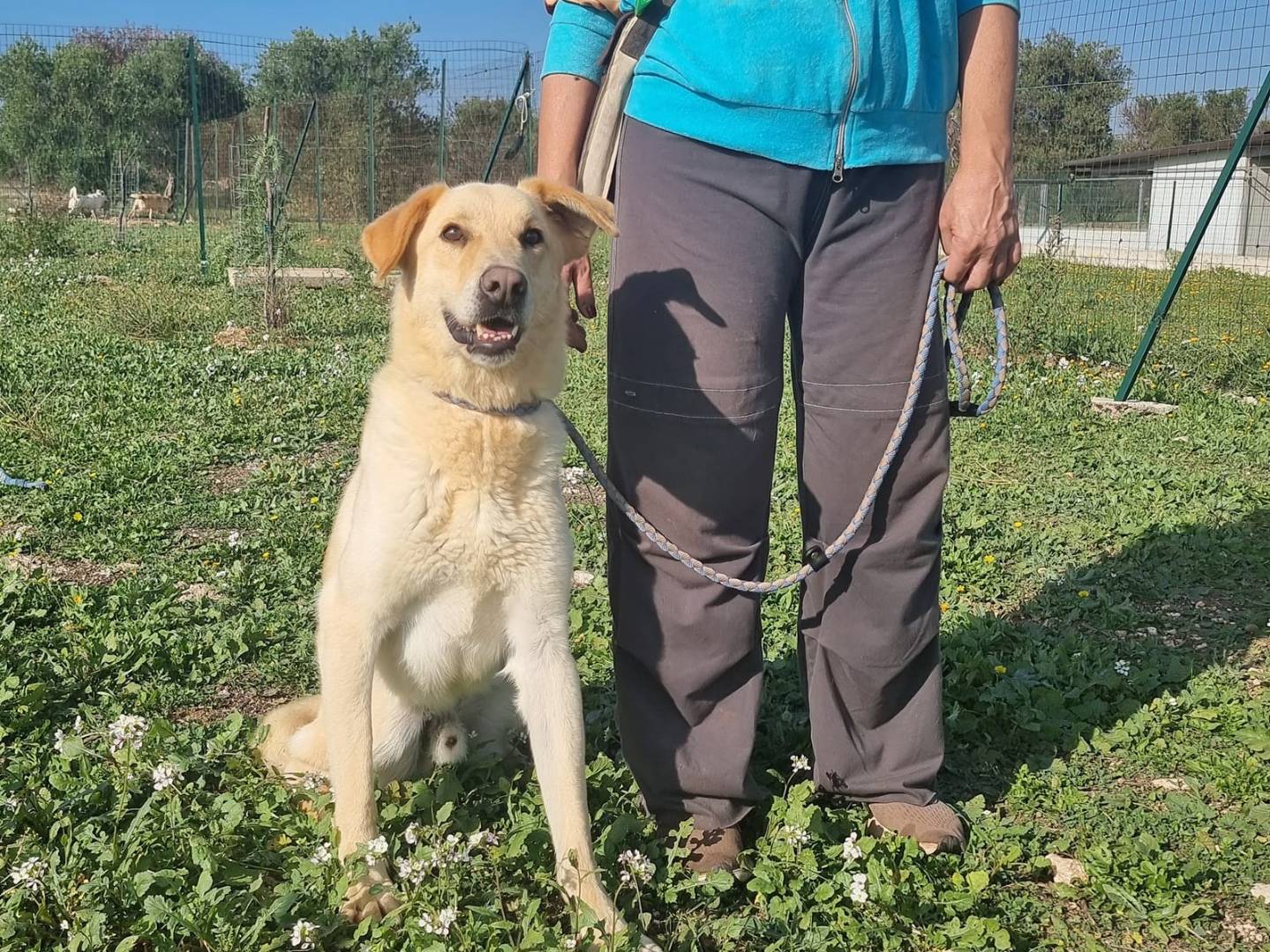 Adotta un cane, maschio, 8 anni  e 4 mesi , Bari