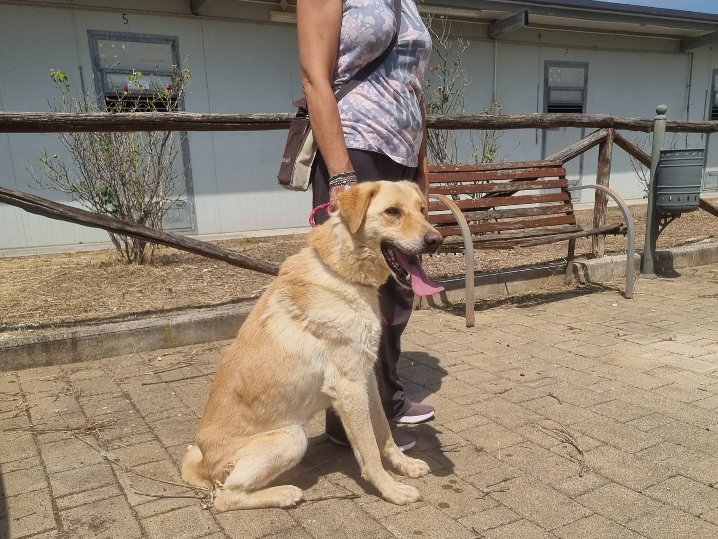 Adotta un cane, taglia media, maschio, Bari