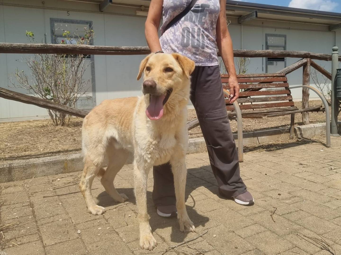 Vuoi adottare un cane a Bari?