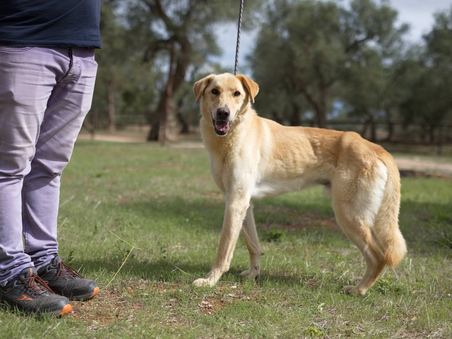 Adotta il cane Ciabatta a Bari