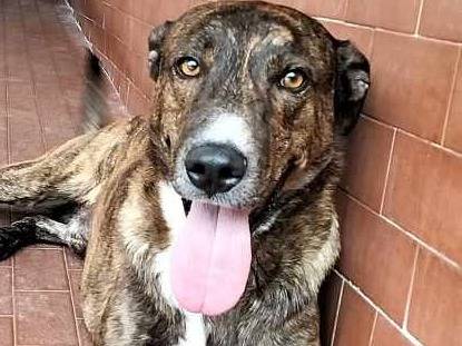 Adotta un cane, maschio, 3 anni  e 4 mesi , Milano