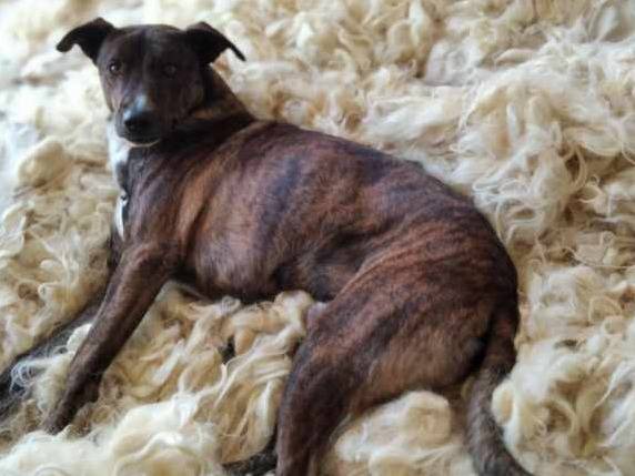 Adotta un cane, taglia grande, maschio, Milano