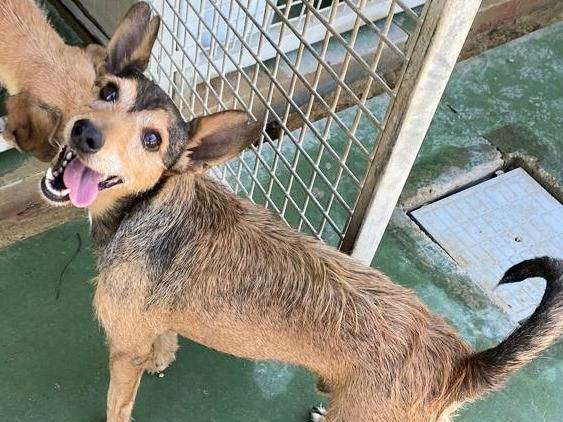 Adotta un cane, maschio, 7 anni  e 7 mesi , Teramo