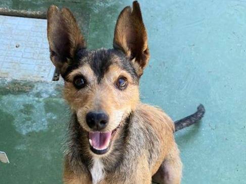 Vuoi adottare un cane a Teramo?