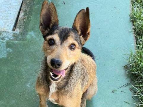 Adotta il cane Bing a Teramo