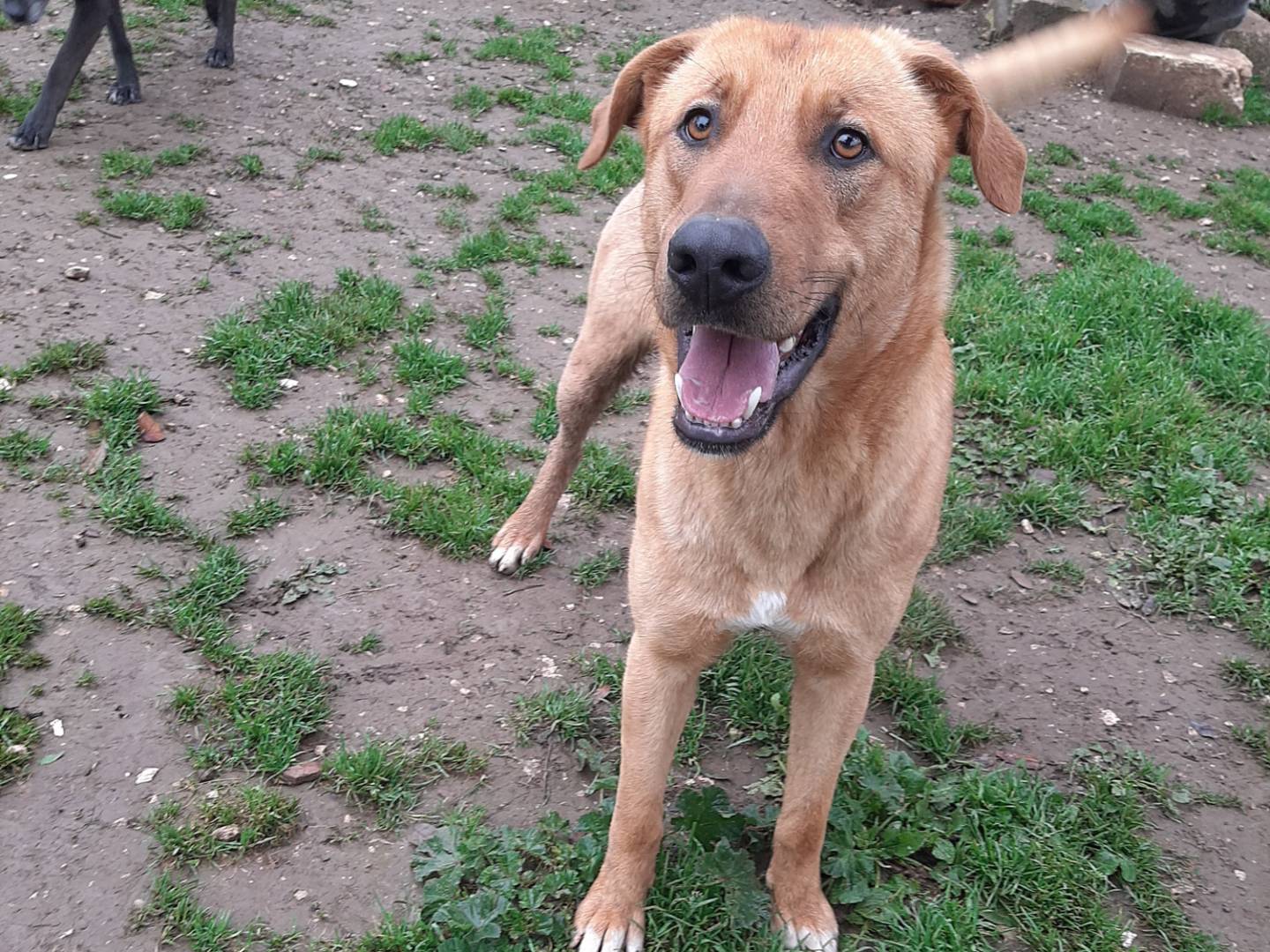Adotta un cane, taglia media, maschio, Barletta