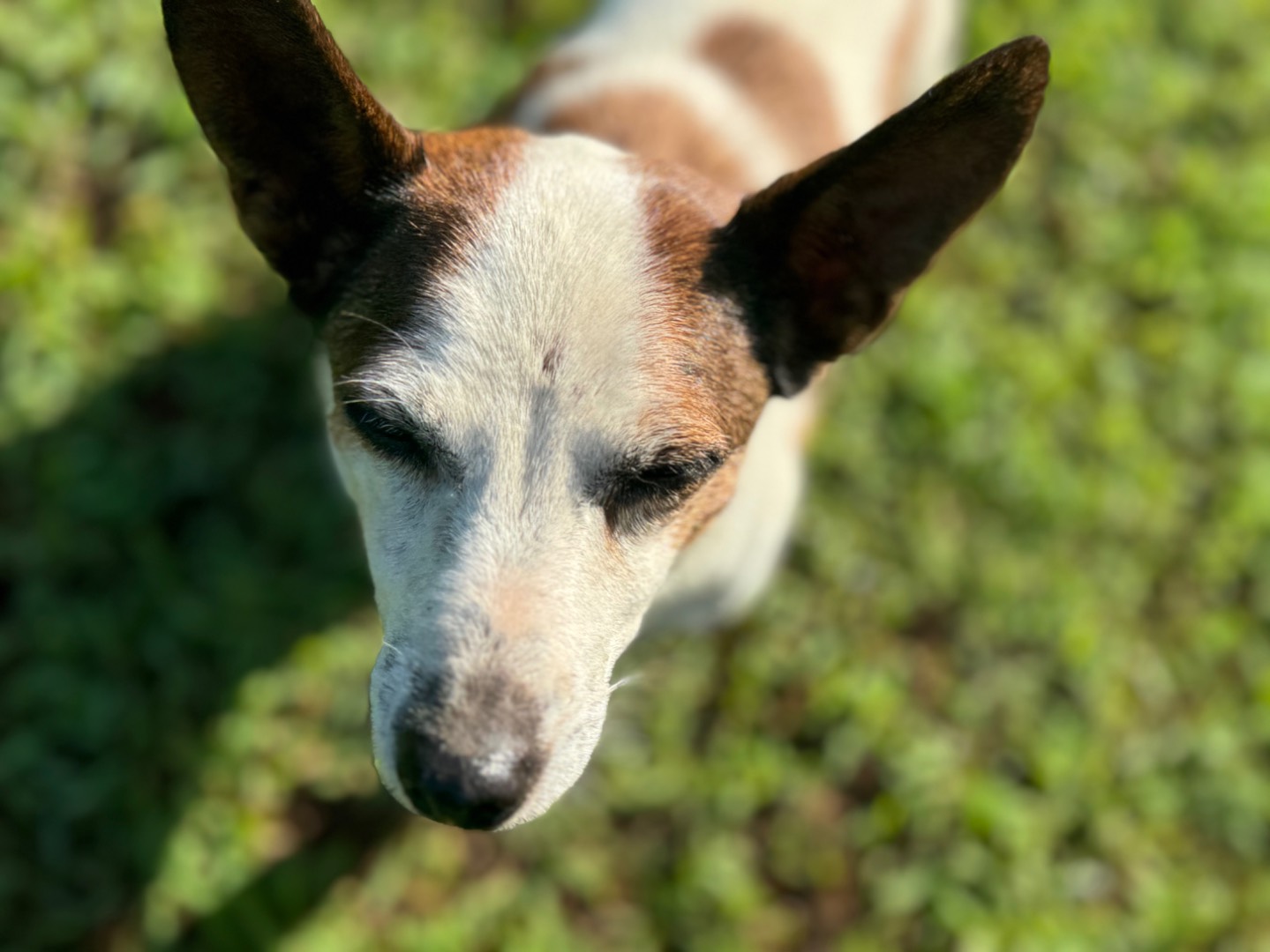 Foto dell'animale