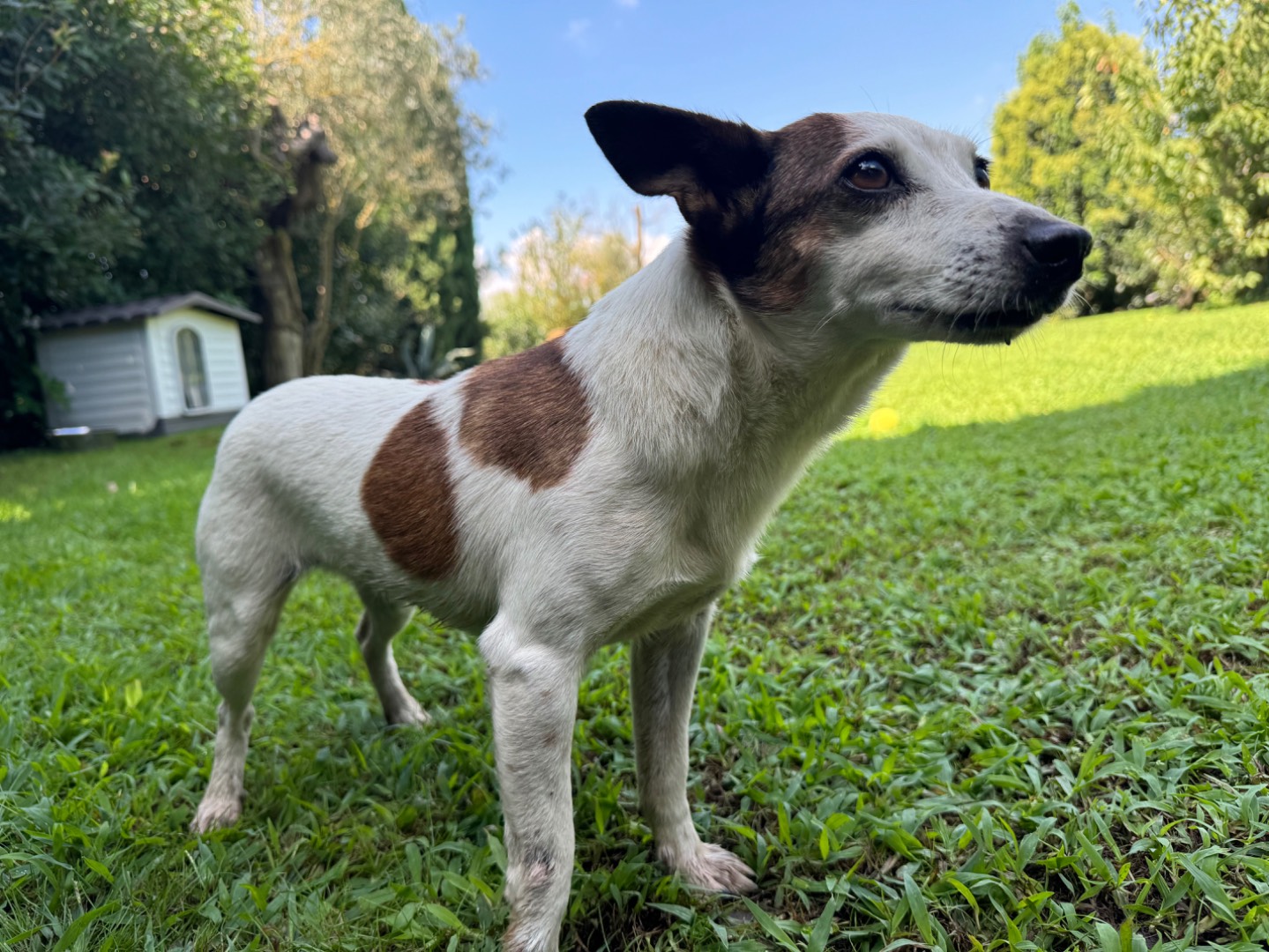 Adotta un cane, femmina, 6 anni , Viterbo
