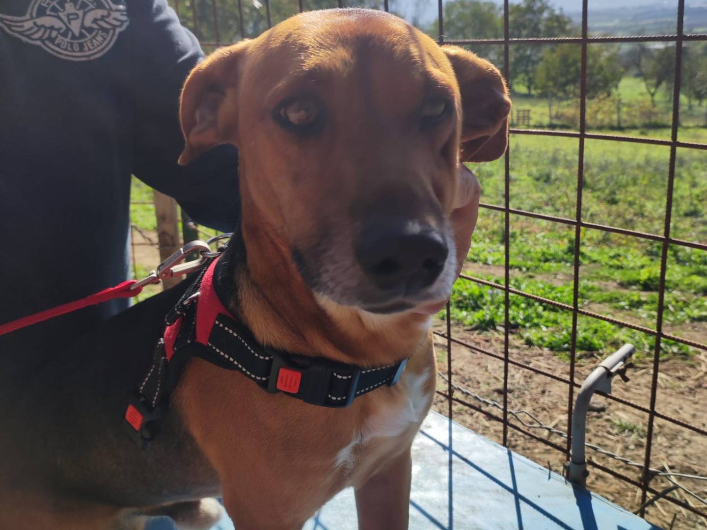 Adotta un cane, maschio, 2 anni  e 6 mesi , Potenza