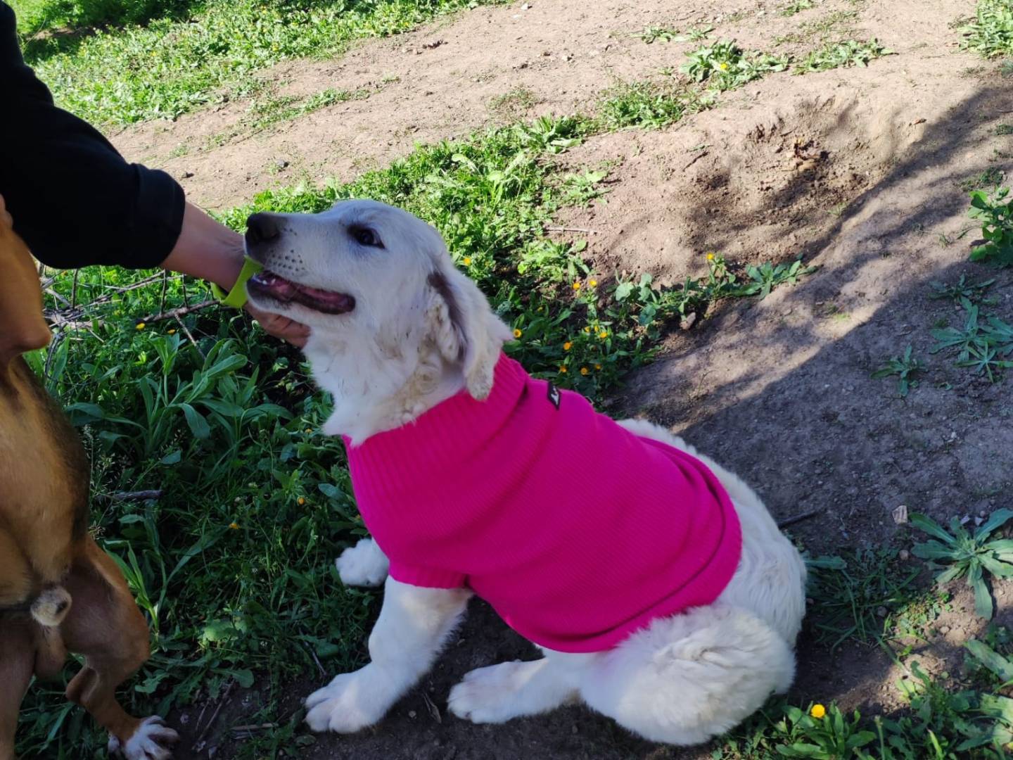 Adotta un cane, taglia grande, femmina, Potenza