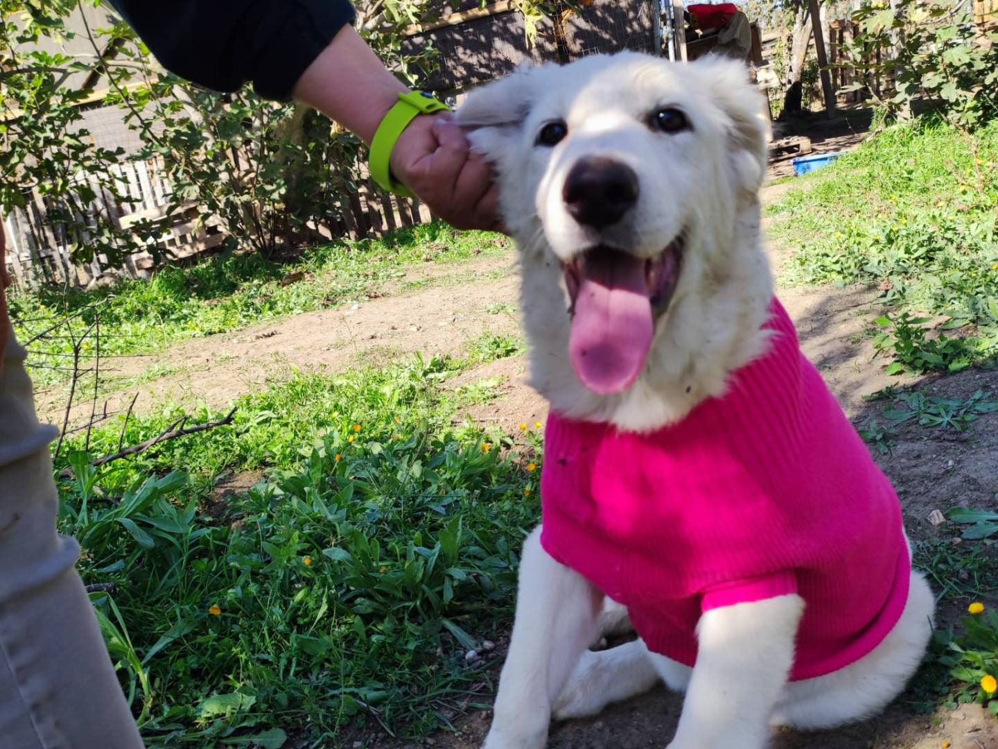 Vuoi adottare un cane a Potenza?