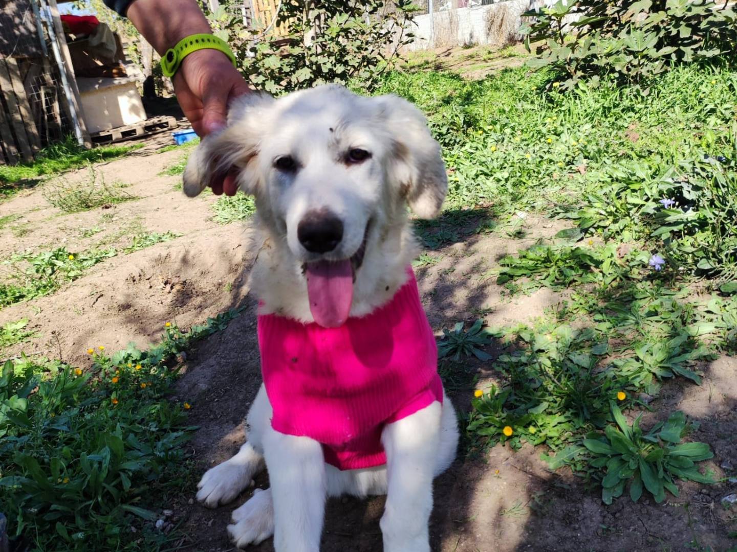 Adotta il cane Aida a Potenza