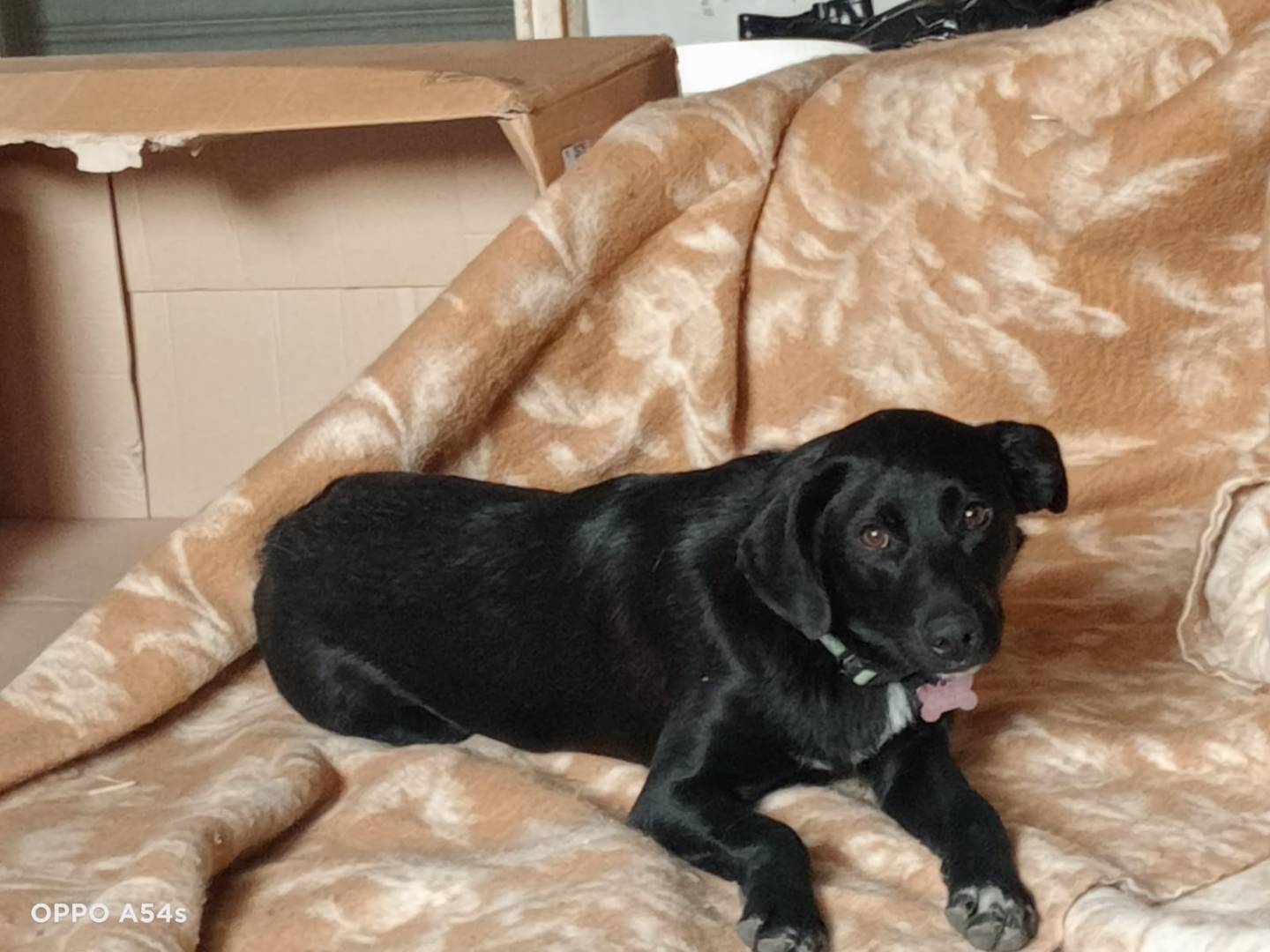 Adozione cane, femmina, Razza sconosciuta Razza sconosciuta, 1 anno e 9 mesi , taglia media contenuta, Potenza