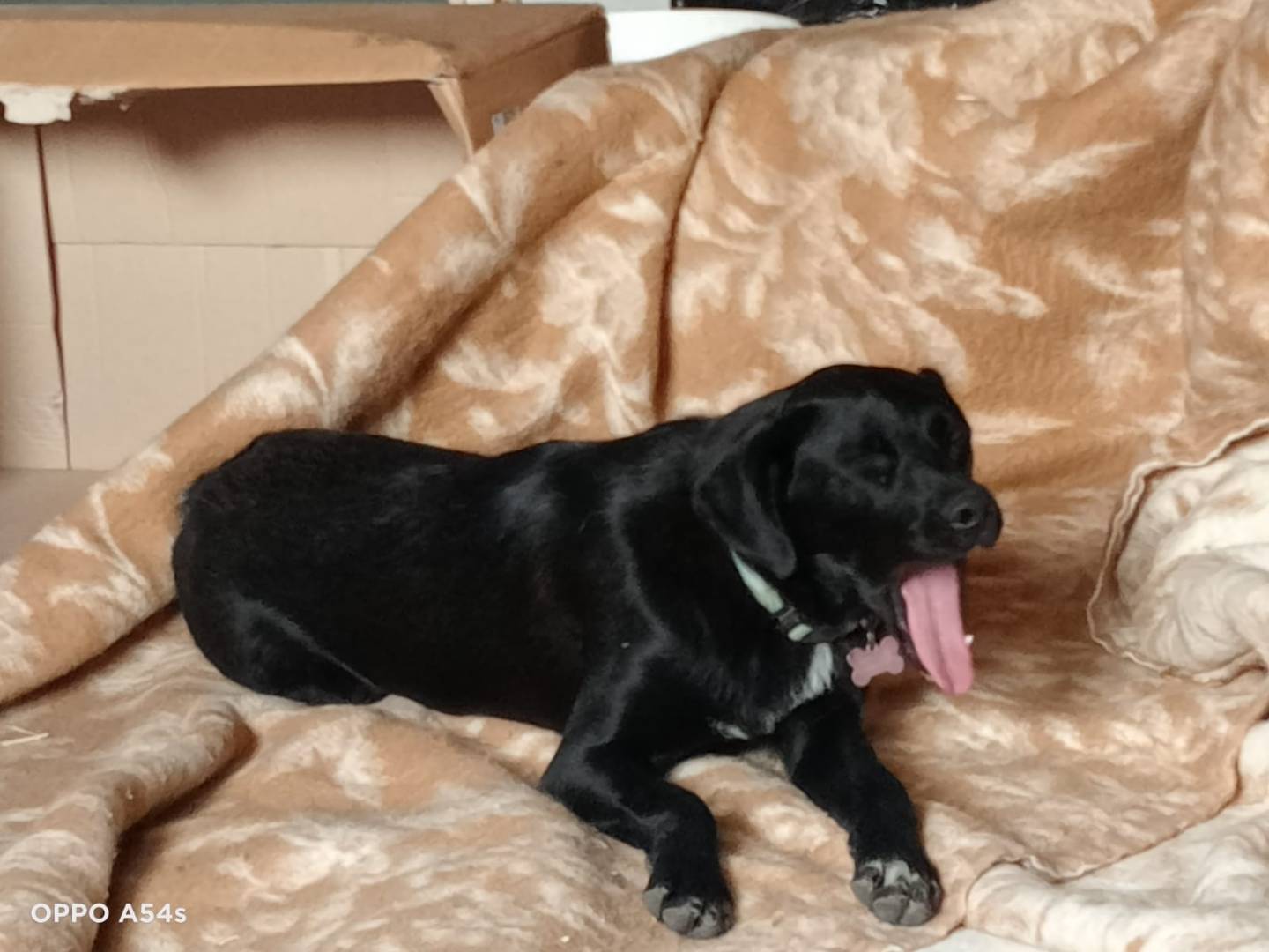 Adotta un cane, femmina, 1 anno e 9 mesi , Potenza