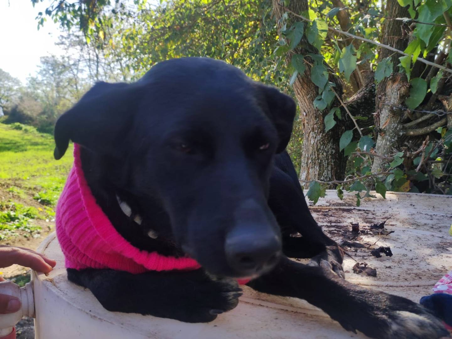 Adotta un cane, taglia media contenuta, femmina, Potenza