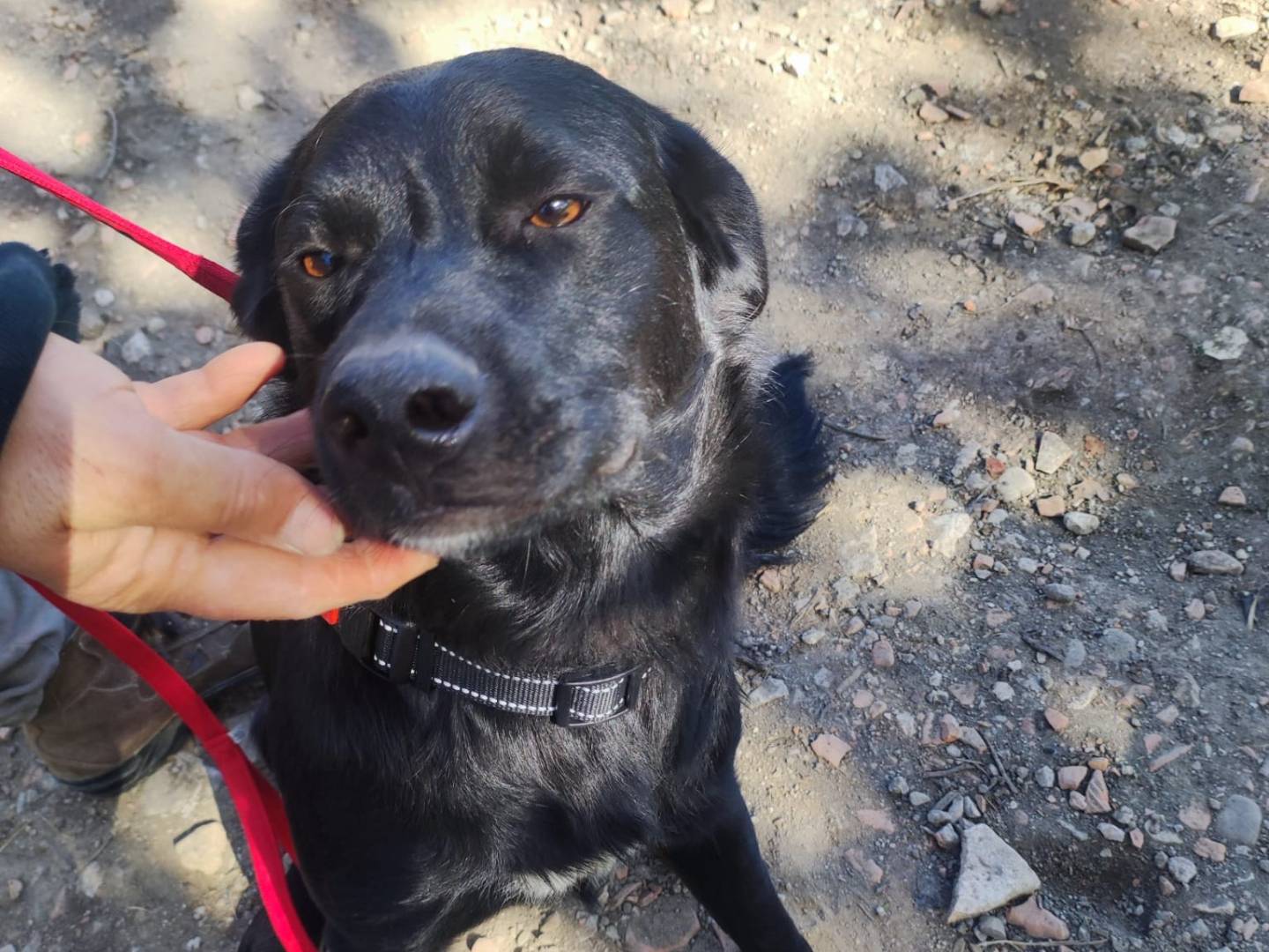 Vuoi adottare un cane a Potenza?