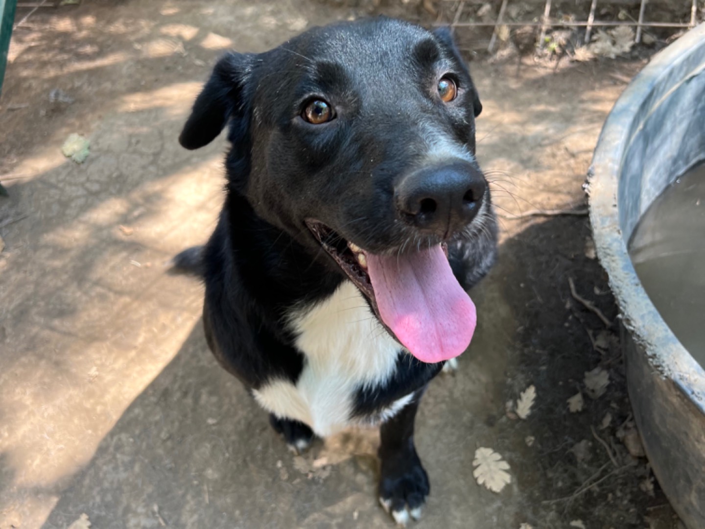 Adotta un cane, maschio, 4 anni  e 5 mesi , Roma