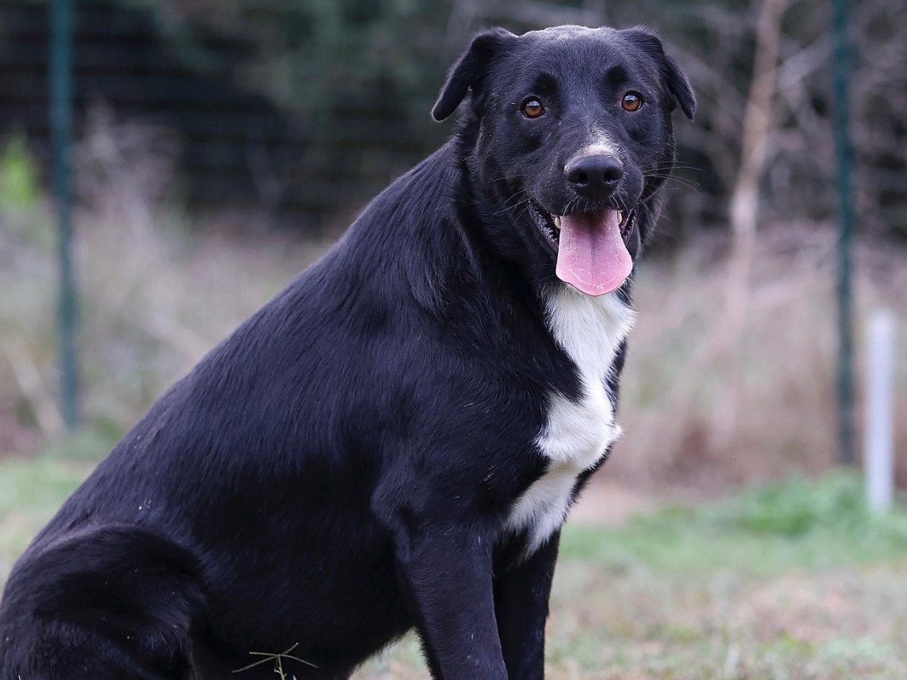 Adotta un cane, taglia media, maschio, Roma