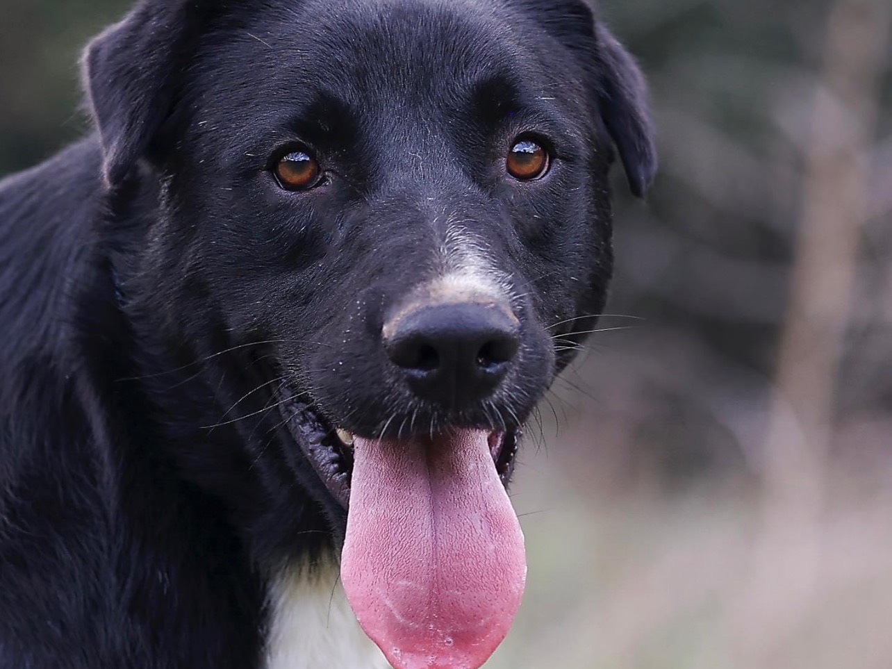 Vuoi adottare un cane a Roma?