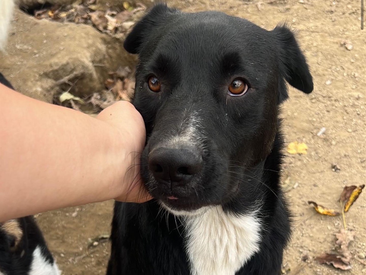 Adotta il cane Heros  a Roma