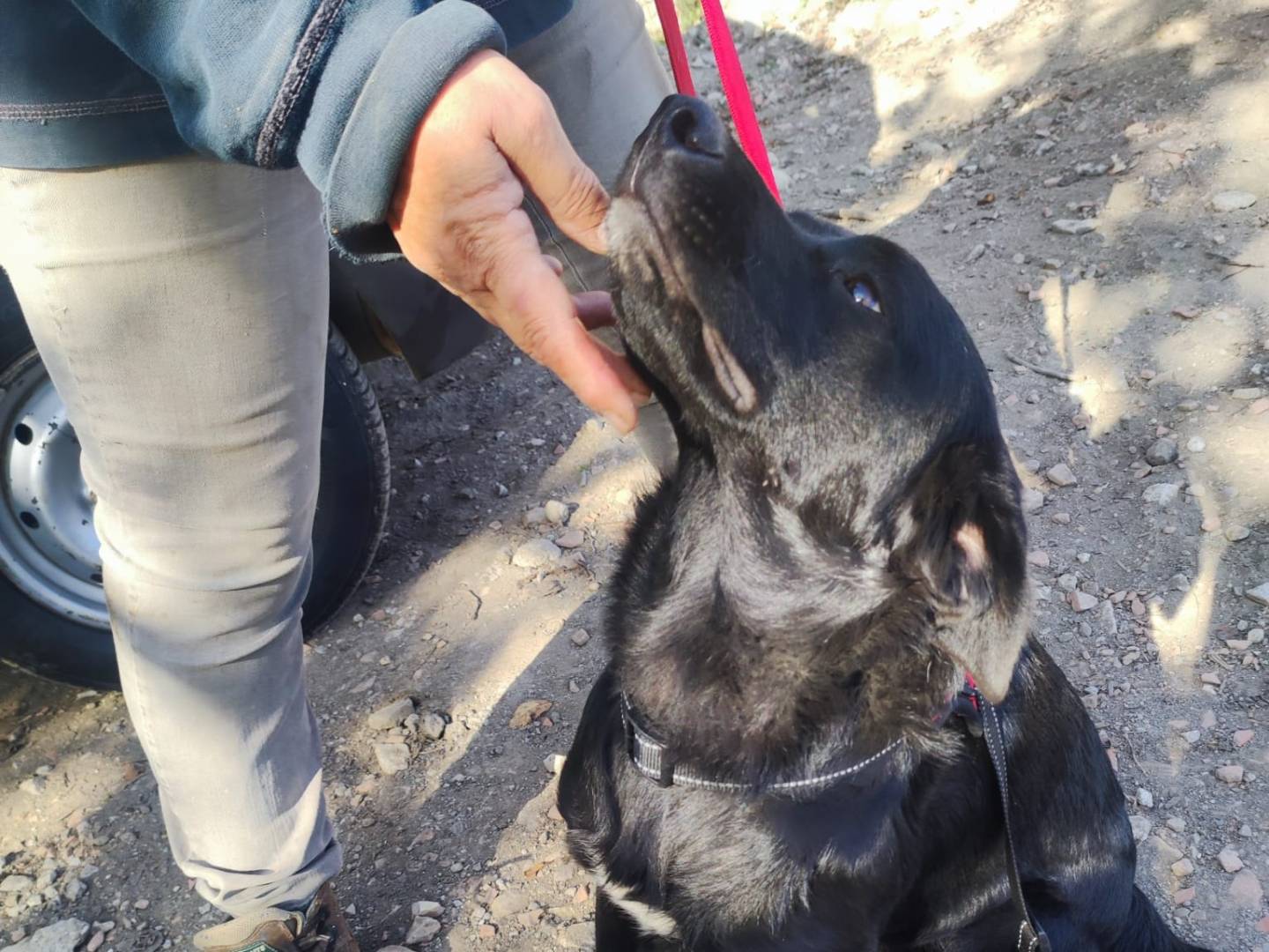 Adotta un cane, maschio, 1 anno e 9 mesi , Potenza