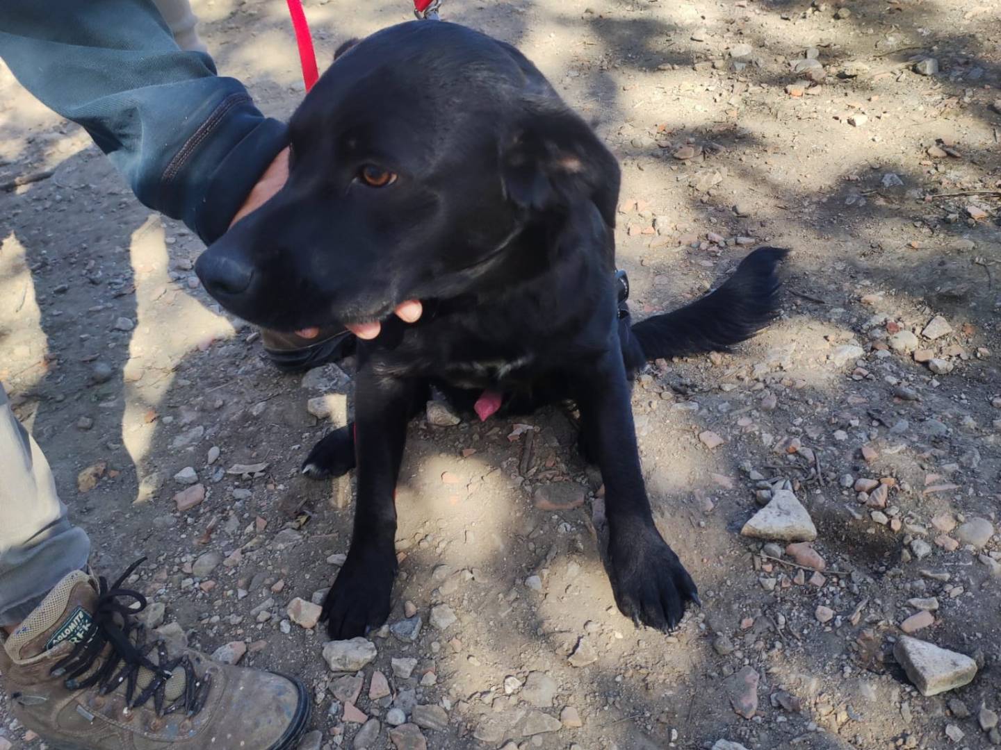 Adotta un cane, taglia media contenuta, maschio, Potenza
