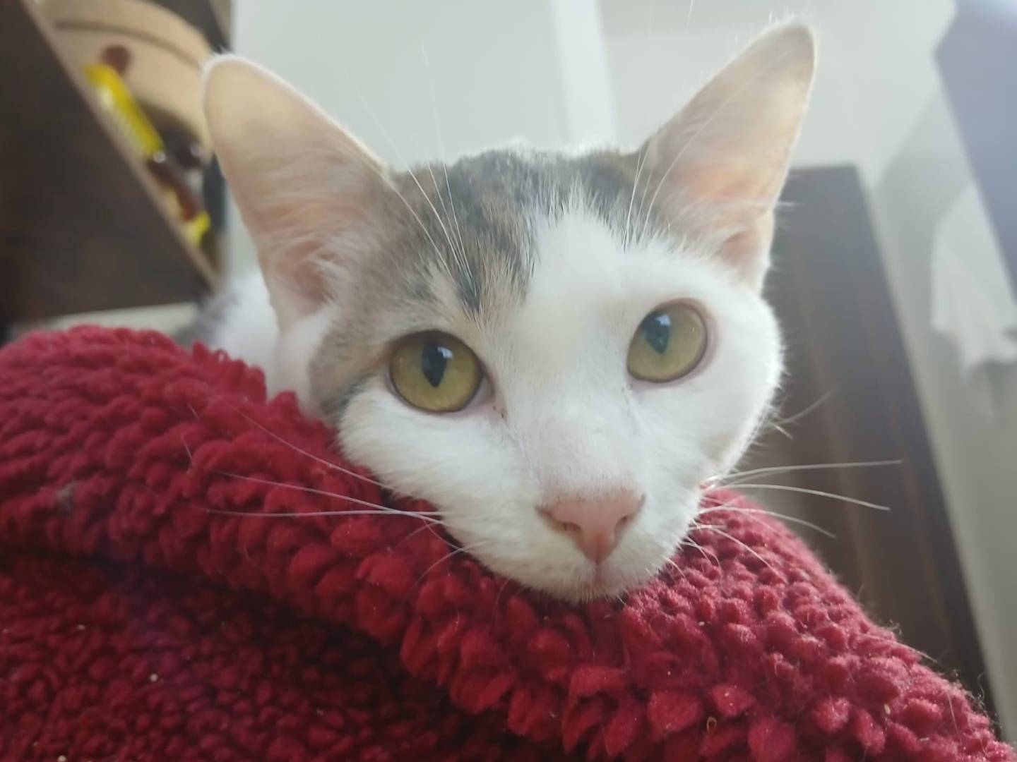 Adotta un gatto, femmina, 7 mesi, Brescia