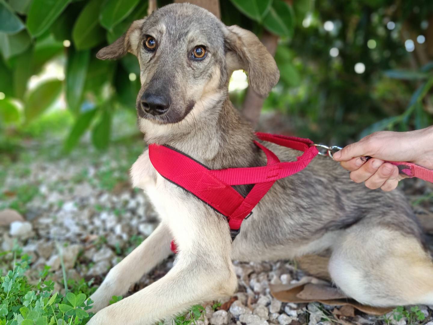 Adozione cane, maschio, Razza sconosciuta Razza sconosciuta, 11 anni  e 3 mesi , taglia media, Siracusa