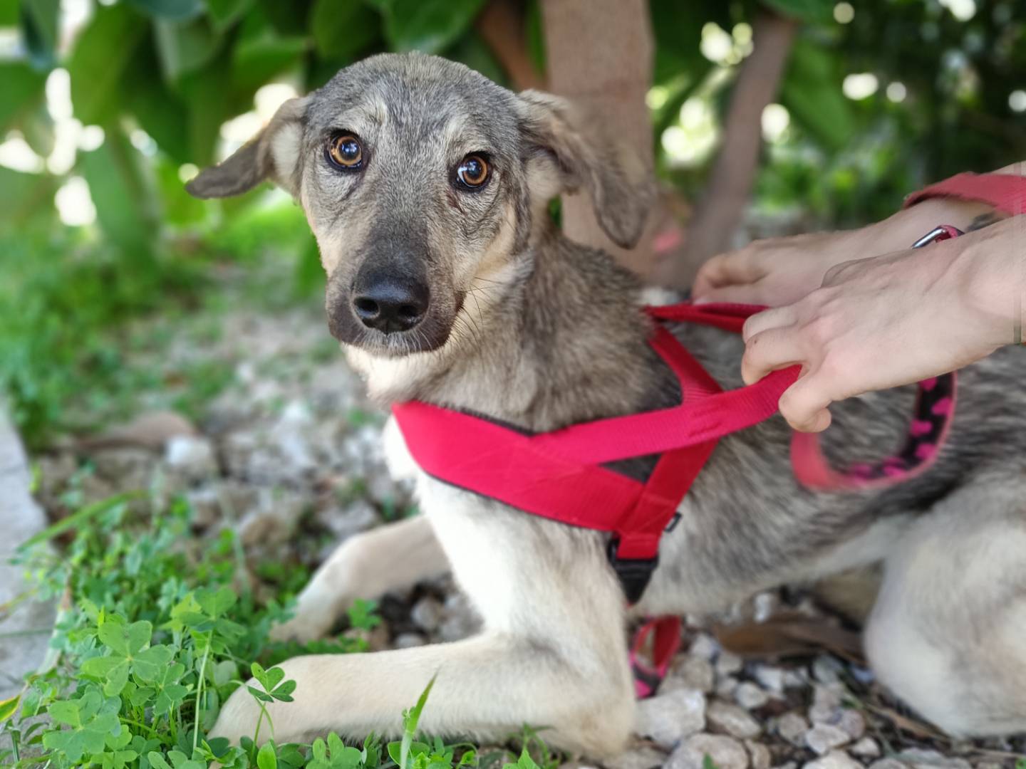 Adotta un cane, maschio, 11 anni  e 3 mesi , Siracusa