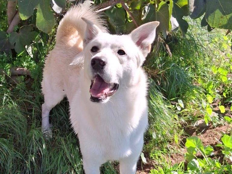 Vuoi adottare un cane a Crotone?