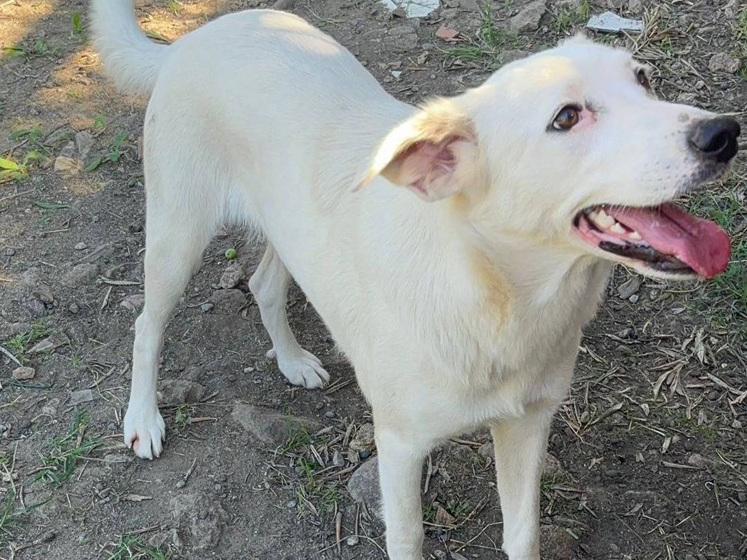 Vuoi adottare un cane a Crotone?
