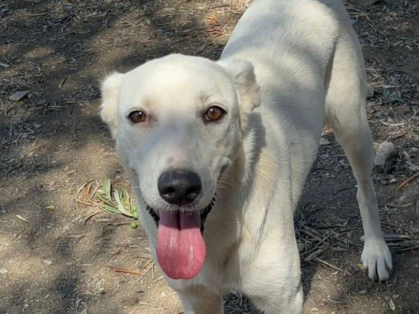 Adotta il cane WILMA a Crotone