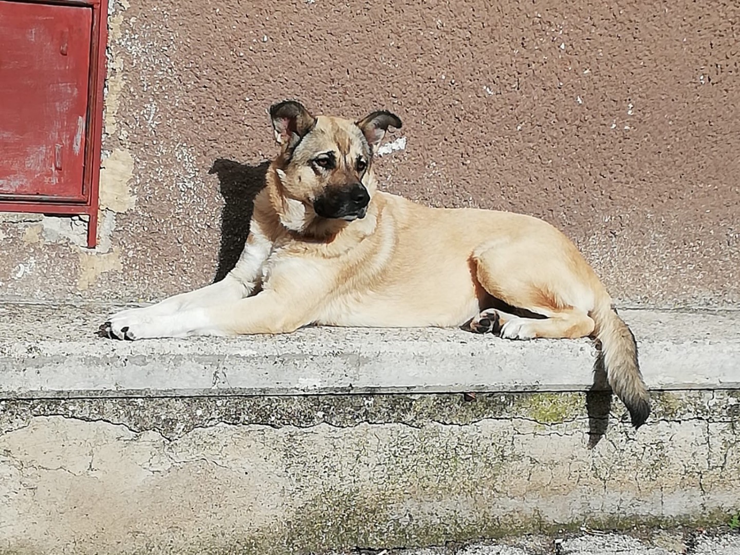 Foto 2 dell'animale