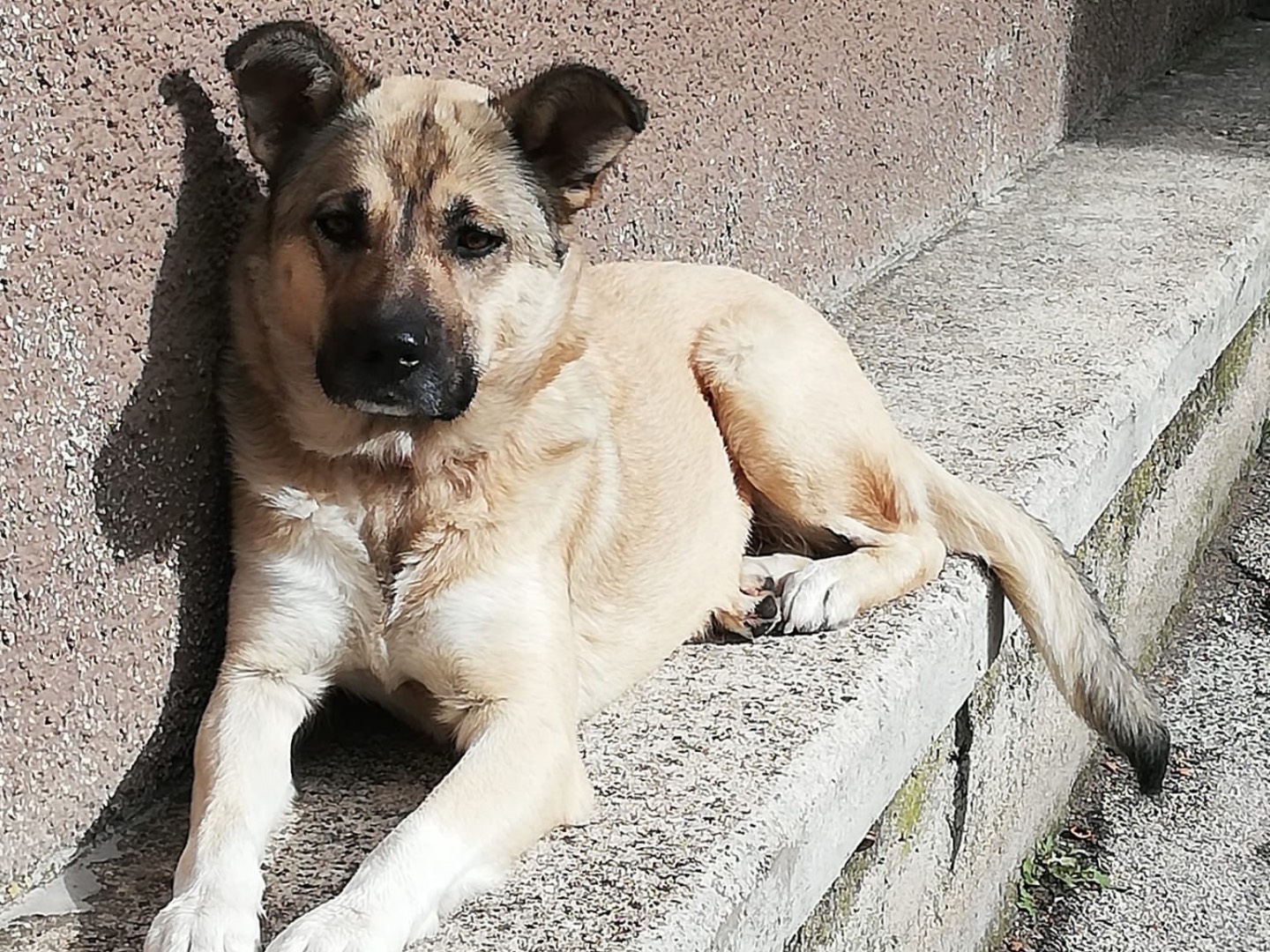 Adotta un cane, taglia grande, femmina, Roma