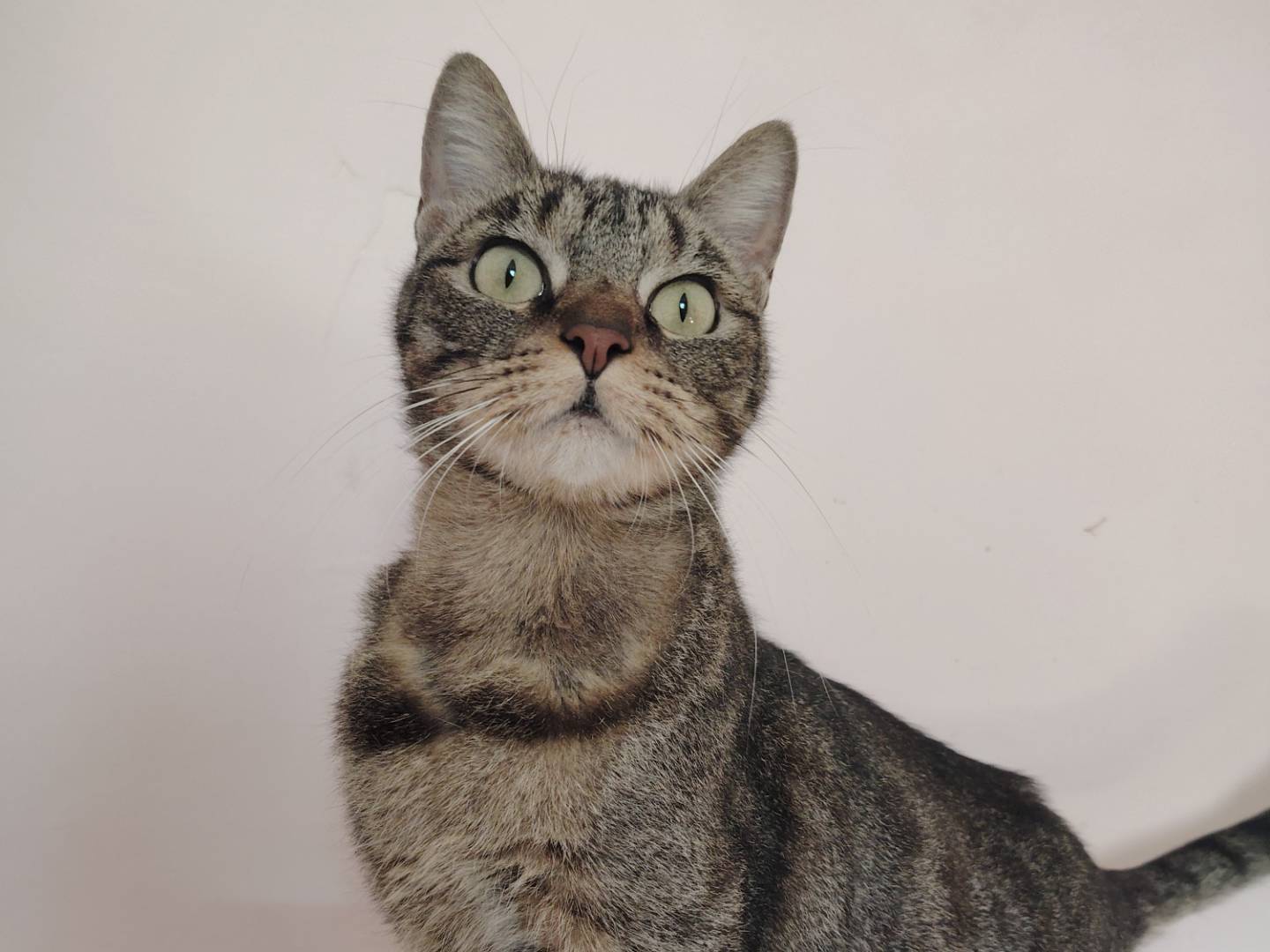 Adotta un gatto, femmina, 3 anni  e 8 mesi , Chieti