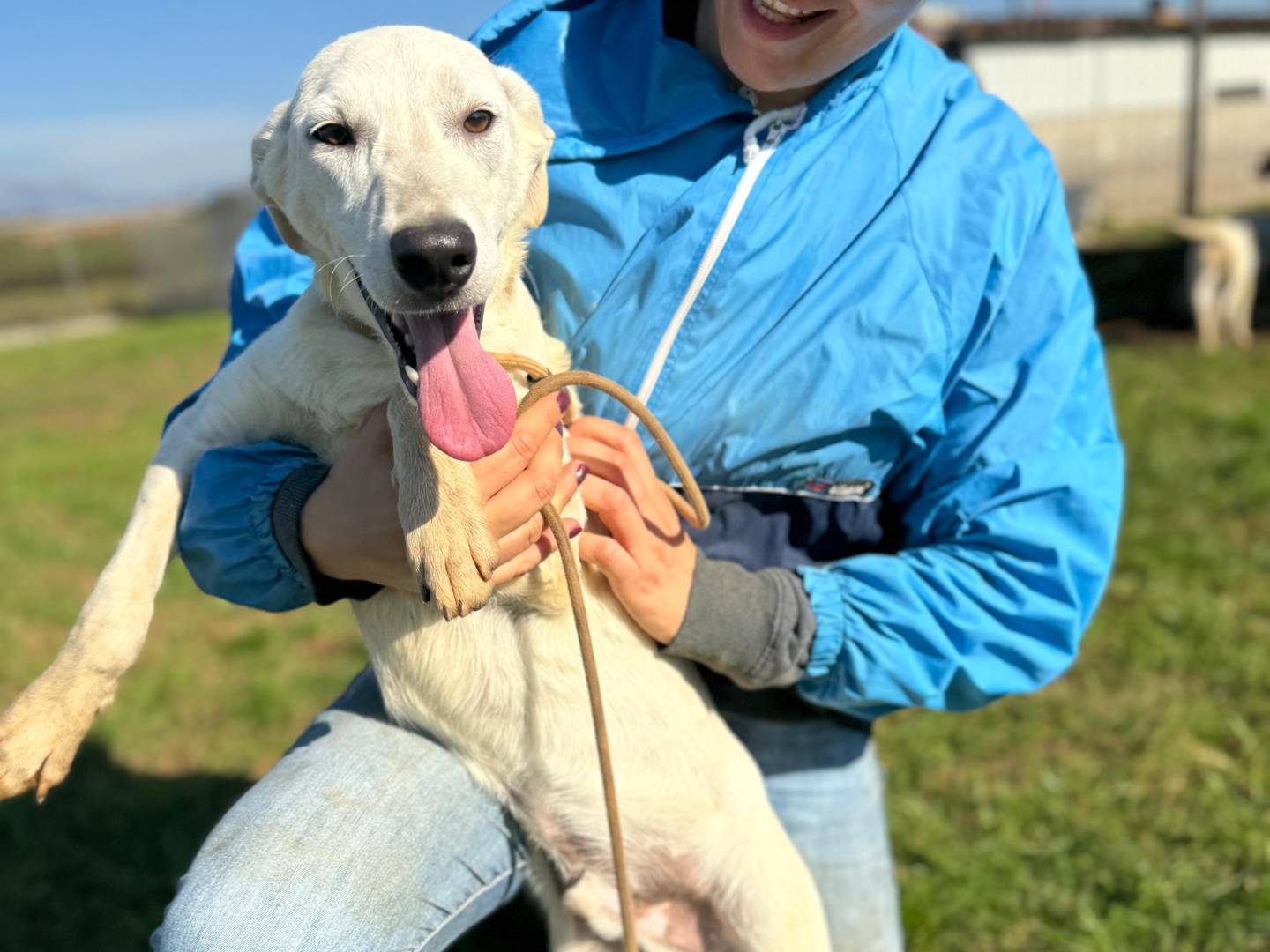 Adotta un cane, maschio, 1 anno e 1 mese, Frosinone