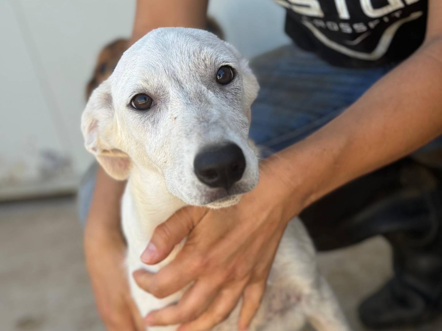Foto dell'animale